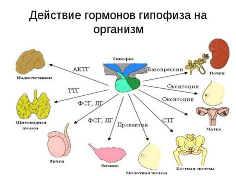 Влияние гормонов на процесс мобилизации желудка