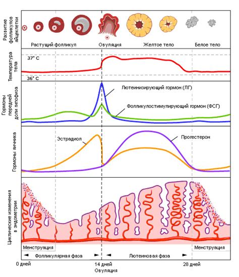 Влияние гормонов на фолликулярную фазу
