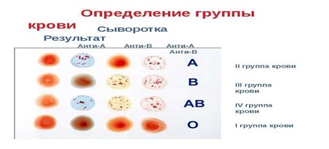 Влияние группы крови на характер и личностные качества