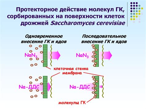 Влияние гуминовых кислот на рост растений