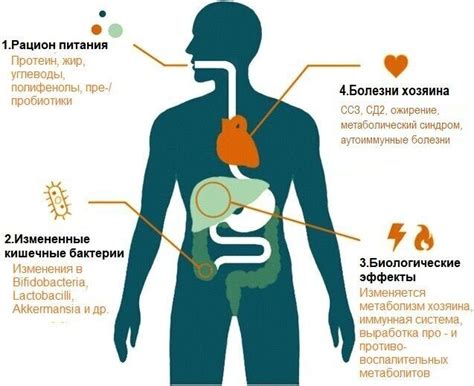 Влияние диеты на перистальтику кишечника