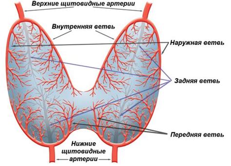 Влияние диффузных изменений щитовидной железы на организм