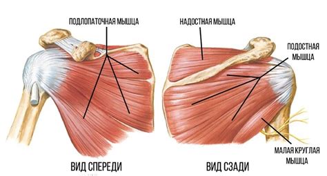 Влияние жеста трогания за плечо на человека