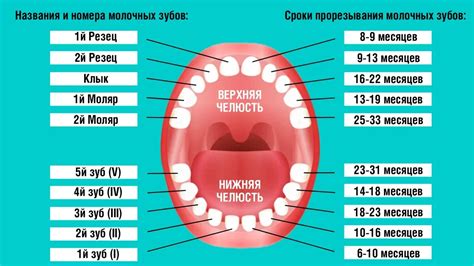 Влияние здоровья ребенка на прорезывание зубов