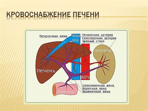 Влияние зернистой структуры на функции печени