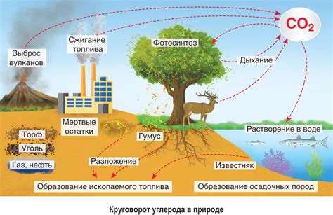 Влияние кислорода на обмен веществ