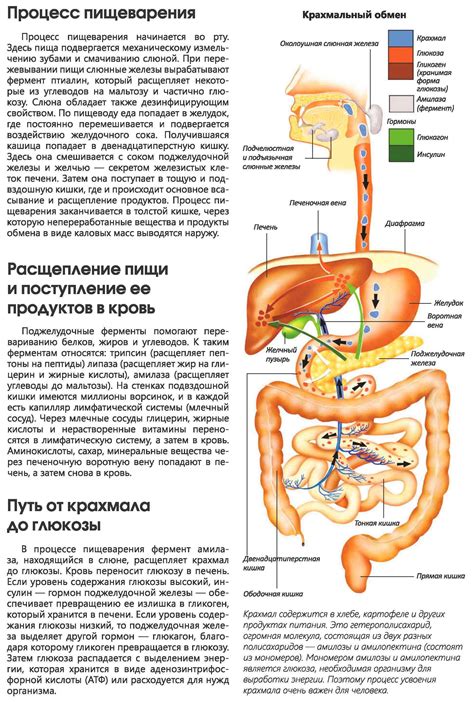 Влияние кислоты на пищеварительную систему