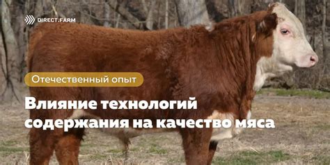 Влияние клевера на качество мяса и производительность животных