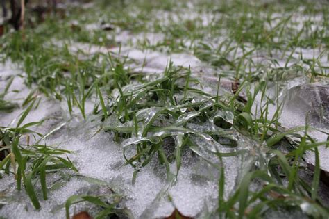 Влияние климата на озимые культуры