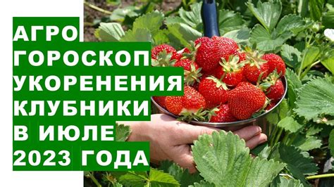 Влияние климатических условий на выбор года для размножения клубники