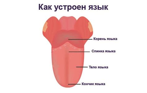 Влияние корня языка на коммуникацию