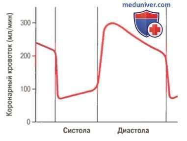 Влияние кровотока на работу организма