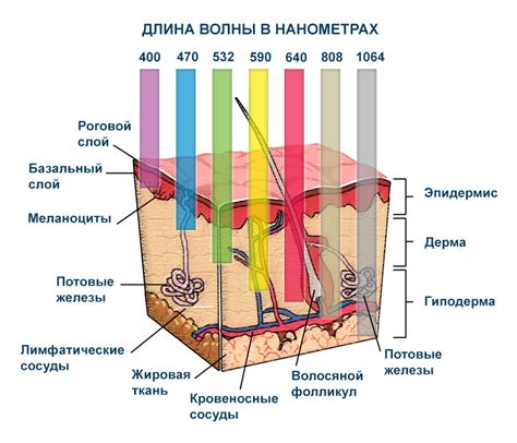 Влияние лазерных лучей на клетки кожи