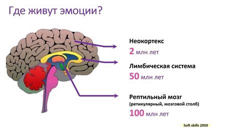 Влияние лимбического мозга на память