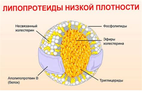 Влияние липопротеидов очень низкой плотности на здоровье женщин