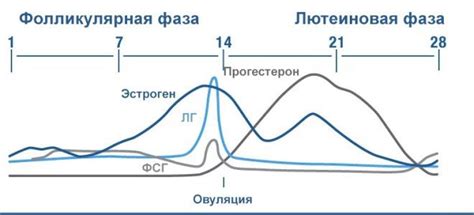 Влияние лютеиновой фазы на планирование беременности