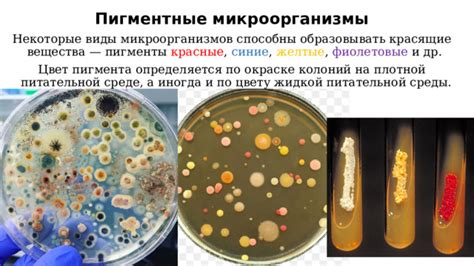 Влияние микроорганизмов на цвет воды