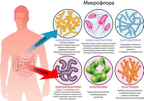 Влияние микрофлоры на функции организма