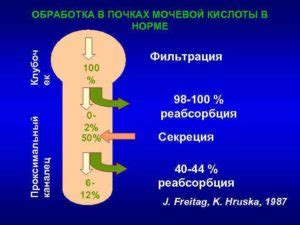 Влияние мочевой кислоты 393 на организм человека