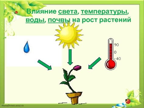 Влияние мульчирования на уровень температуры почвы