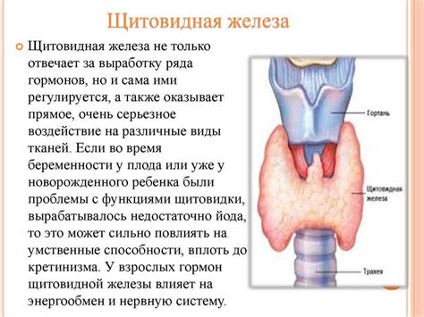 Влияние нарушений щитовидной железы на организм