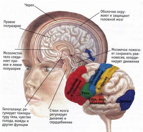 Влияние нарушения функции головного мозга на организм