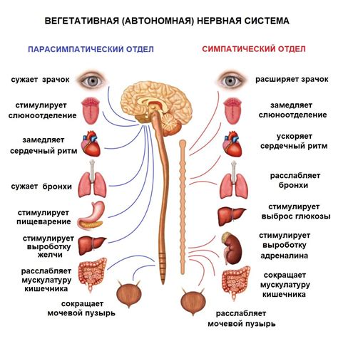 Влияние на межорганную систему