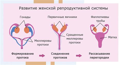 Влияние на развитие репродуктивной системы