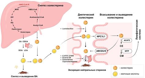 Влияние на уровень эндогенного холестерина