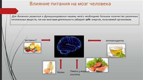 Влияние недостатка питания на мозг