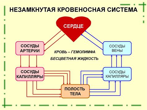 Влияние незамкнутой кровеносной системы на организм