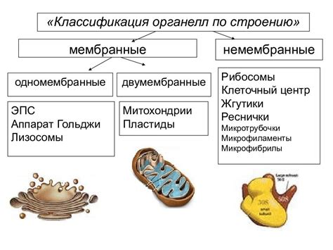 Влияние немембранного органоида на клеточный метаболизм