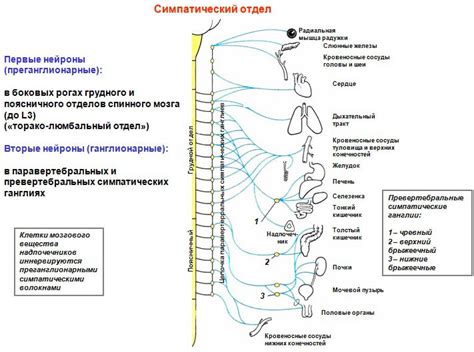 Влияние нервной системы на дрожание подбородка