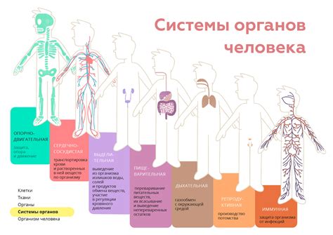 Влияние низкого давления на органы и системы организма