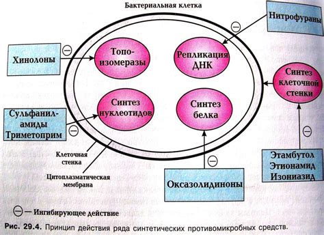 Влияние нитрофуранов на способность лейкоцитов фагоцитировать микроорганизмы