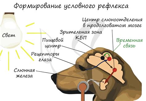 Влияние носо-орального рефлекса на поведение человека