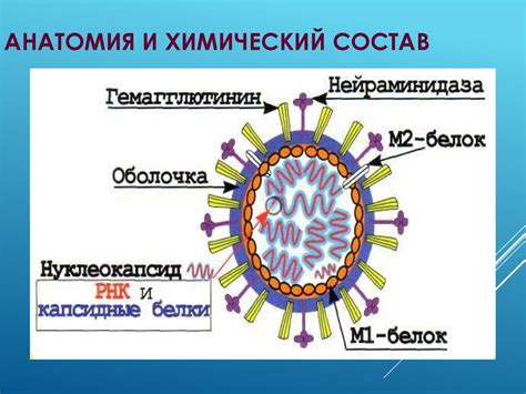 Влияние нуклеокапсидного белка на инфекционность вируса