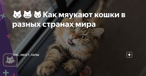 Влияние обстановки на толкование: значение кошки в квартире в разных сценариях сновидений