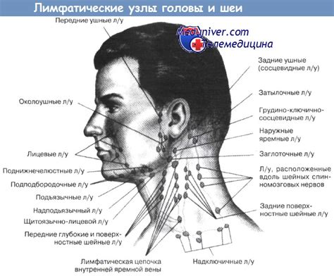 Влияние обызвествления подмышечных лимфоузлов на организм