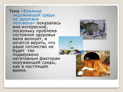 Влияние окружающей среды на значение сна о черном коте без ног