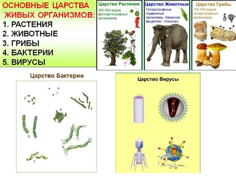 Влияние опускающейся ночи на живые организмы