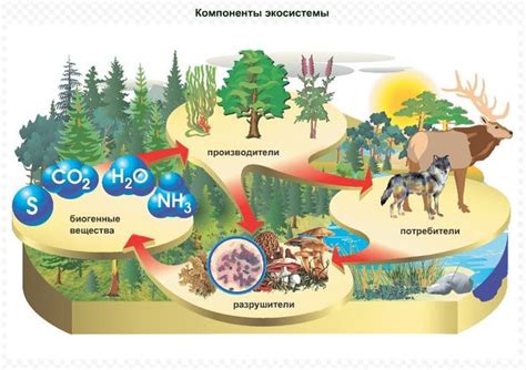 Влияние органогенных элементов на экосистемы и взаимодействие среды