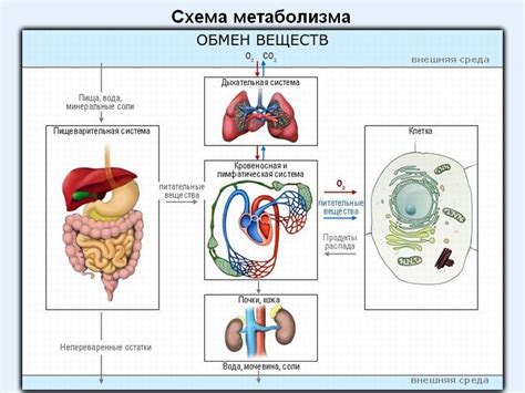 Влияние основного обмена веществ на энергетический баланс организма