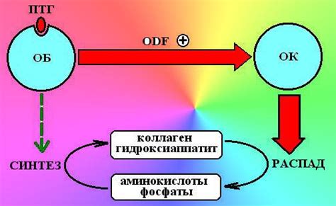 Влияние паратиреоидного гормона на костную ткань