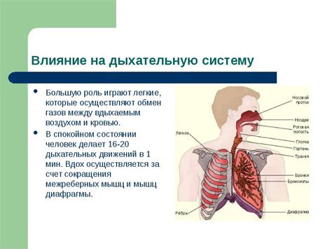 Влияние парения HQD на легкие и дыхательную систему