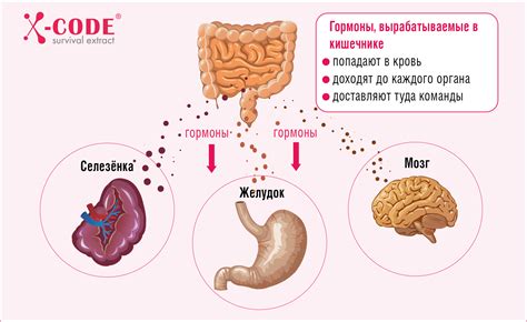 Влияние перерастяжения петель кишечника на организм