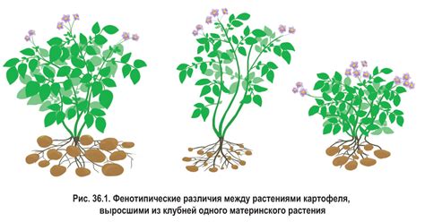 Влияние питания на уровни ретикулоцитов у собаки