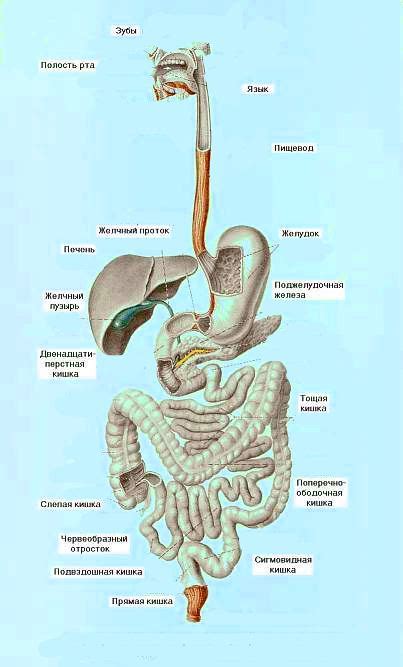 Влияние пищеварительной системы на отрыжку