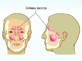 Влияние пневматизированных лобных пазух