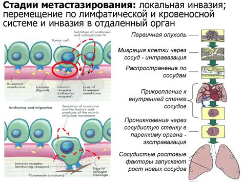 Влияние повышенного количества плазматических клеток на организм